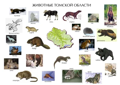Motya: Животные Сибири