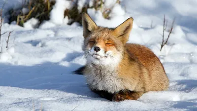 На юге Сибири собирают информацию о диких животных с помощью фотоловушек