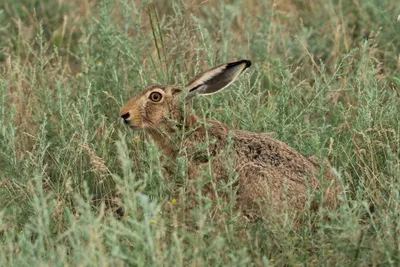 Рога, стаи и степи: сайгаки, как вымирающий вид животных – фото – Новости  Узбекистана