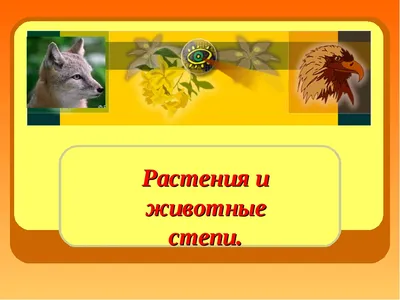 Первые сайгачата родились в степи Казахстана