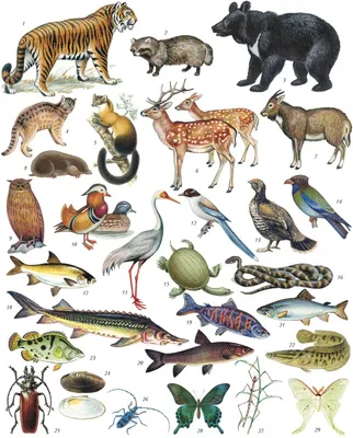Книга СТРЕКОЗА Обучающий плакат Природные зоны России Животные и растения  купить по цене 212 ₽ в интернет-магазине Детский мир