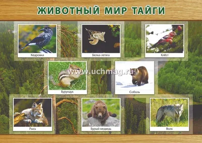 Набор фигурок ВЕСНА Животные тайги и леса купить по цене 610 ₽ в  интернет-магазине Детский мир