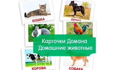 Картинки ДОМАШНИЕ ЖИВОТНЫЕ для детей, карточки Домана часть 1 - YouTube