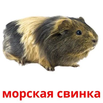 134 Бесплатных Картинок Животные для Обучения на Русском | PDF