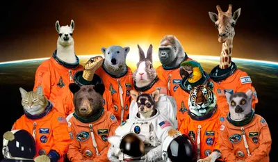 Животные в космосе картинки