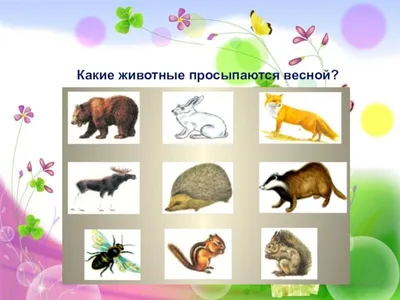 Животные весной картинки для детей фотографии