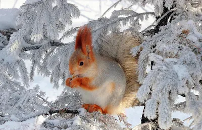 Животные зимой в лесу картинки фотографии