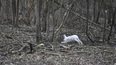 Алмазная мозаика на подрамнике 40*50 Олень зимой в лесу/ Картины стразами  животные - купить с доставкой по выгодным ценам в интернет-магазине OZON  (1288929226)