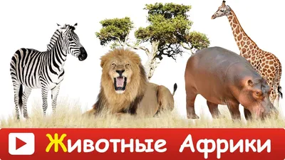 Какие животные живут в ЮАР? Животный мир (фауна) Южной Африки на  Сафари-Занзибари