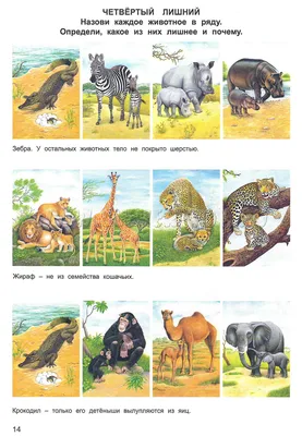 Животный мир Африки | Психология животных | Дзен