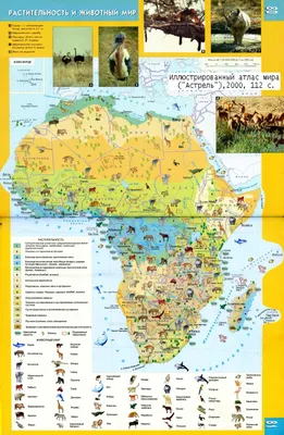 Животный мир Африки» — создано в Шедевруме