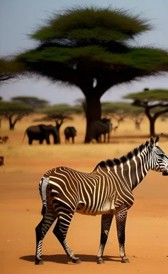 Найди и наклей \"Животный мир Африки\" (887414) - Купить по цене от 25.67  руб. | Интернет магазин SIMA-LAND.RU