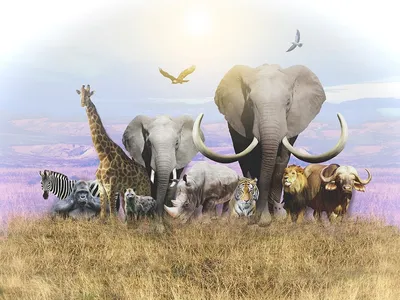 Диковинные обитатели: Удивительные животные, которые можно увидеть в Африке\"  | OmniZen | Дзен