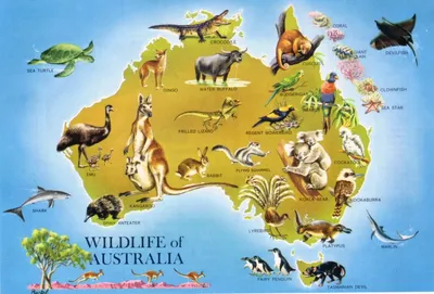 Животные австралии картинки