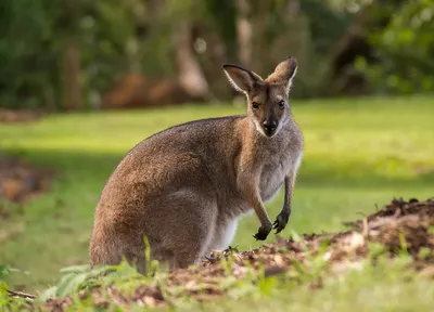 Животные обитающие в австралии - 75 фото