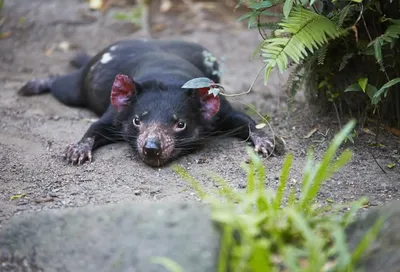Самая опасная фауна Австралии! Смертельно опасная! | Пикабу