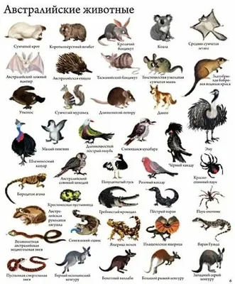 Животные австралии картинки страшные