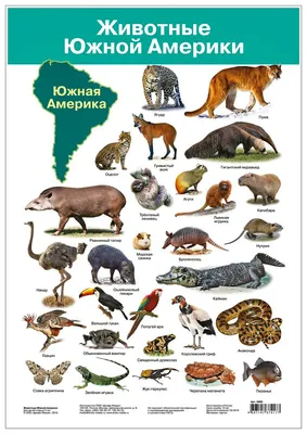 животные южной америки изолированы Стоковое Изображение - изображение  насчитывающей коготь, мара: 226380873