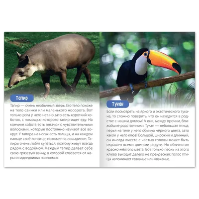 Животные Южной Америки - Рублев С. - купить и читать онлайн электронную  книгу на Wildberries Цифровой | 27993