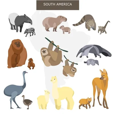 Иллюстрация 19 из 22 для Обучающие карточки \"Животные Южной Америки\" |  Лабиринт - игрушки. Источник: Алексей Гапеев