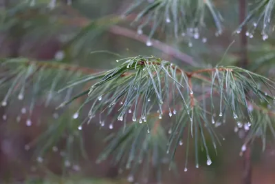 Бесплатное изображение: дождь, зима, филиал, Хвойное дерево, дерево, сосна,  ель, природа, вечнозеленый