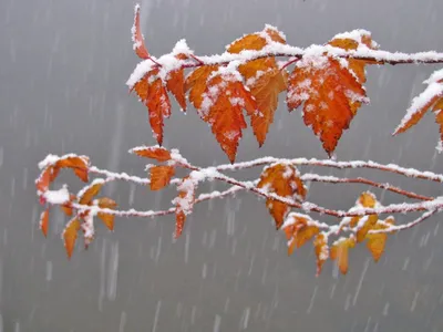 Дождь дождем, а снежные фото по расписанию))) @anast_me #ph_irynakarpenka  #winter #зима #snow #снежныеели #фотозимой | Instagram