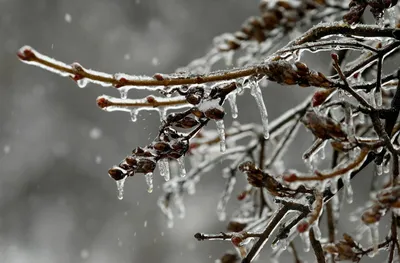 Дождь Снег Зима - Бесплатное фото на Pixabay - Pixabay