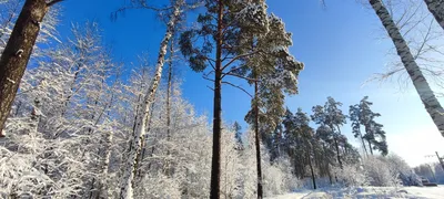 зима-январь / морозный день