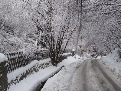 Природа Nature | #снег #зима #свежесть #январь #зимнийлес | Дзен