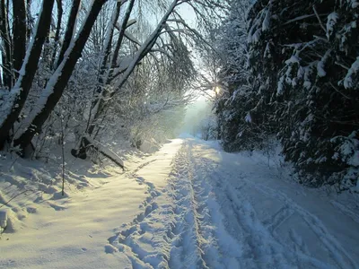 Красивые и прикольные картинки с пожеланием зимнего Доброго утра! | Доброе  утро, Зимние картинки, Картинки