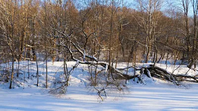 Зима отменяется: синоптики поделились обновленным прогнозом на январь и  февраль - GSMinfo