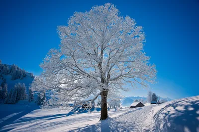 Обои Природа Зима, обои для рабочего стола, фотографии природа, зима, мороз,  солнце, снег, день, чудесный Обои для рабочего стола, скачать обои картинки  заставки на рабочий стол.