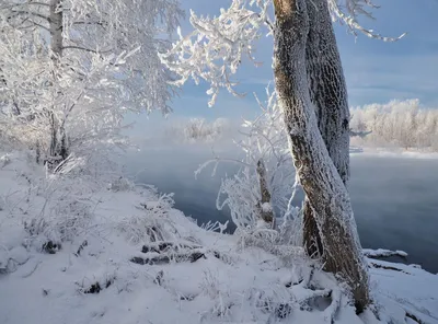 Обои Природа Зима, обои для рабочего стола, фотографии природа, зима, мороз,  иней, снег, утро, дерево, забор Обои для рабочего стола, скачать обои  картинки заставки на рабочий стол.