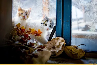 зима, снег, природа, солнечны день, мороз, деревья, шиповник Stock-Foto |  Adobe Stock
