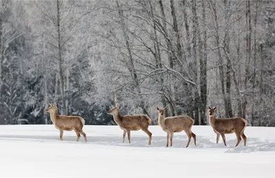 большой северный олень стоит по снегу зимой, картинка северного оленя на  рождество, рождество, северный олень фон картинки и Фото для бесплатной  загрузки