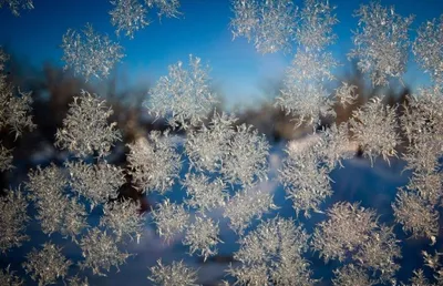 Увидеть восемь чудес зимы: снежинки в макросъемке – Москва 24, 15.01.2019