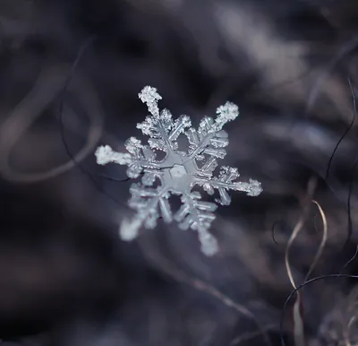 Фотографии Зима Природа снежинка Снег вблизи сезон года 5616x3688