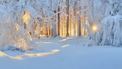 Зимний Лес Картинки фотографии