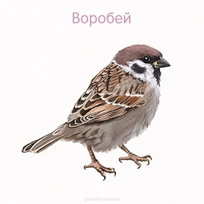 Рисунок акварелью \"Зимующие птицы\" Stock Illustration | Adobe Stock