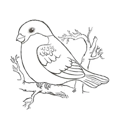 раскраски на тему зимующие птицы – Google Поиск | Bird coloring pages,  Coloring pages, Coloring books