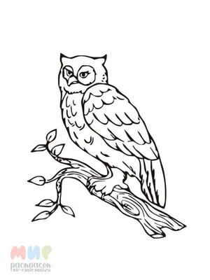 Раскраска зимующая птица сидит на ветке - скачать и распечатать в формате А4