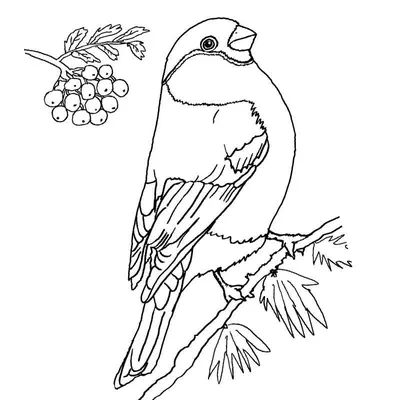Раскраски Зимующие птицы - распечатать или скачать бесплатно