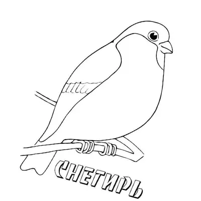 Зимующие птицы - раскраски для детей 5-7 лет - распечатать, скачать  бесплатно ✏ child-class.ru|