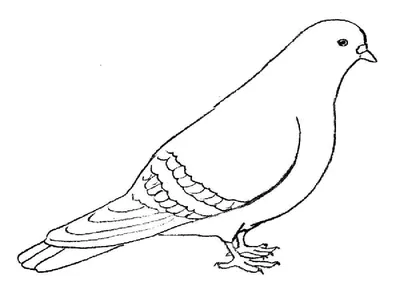Раскраска зимующая птица сидит на ветке - скачать и распечатать в формате А4