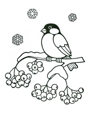 Раскраски зимующие птицы нашего края (41 фото) » Картинки, раскраски и  трафареты для всех - Klev.CLUB