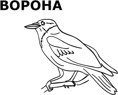 Птицы зимой рисунок раскраска (45 фото) » рисунки для срисовки на  Газ-квас.ком