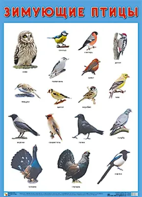 Картинки птиц Сибири с надписями (10 картинок) | Memax