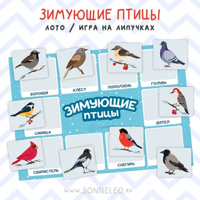 Птицы Сибири - картинки и названия зимующих птиц - artshots.ru