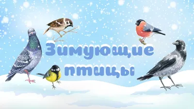 Зимующие птицы - YouTube