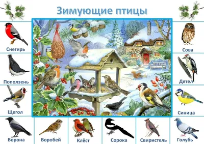 Проект \"Зимующие птицы города Братска\"